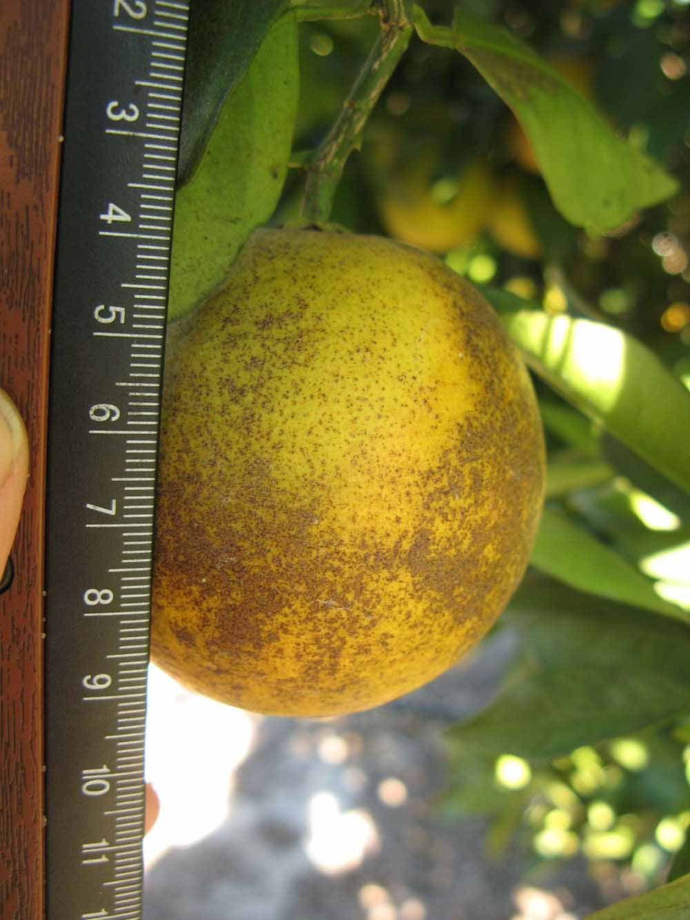            Fruit (Winter Haven, FL)   